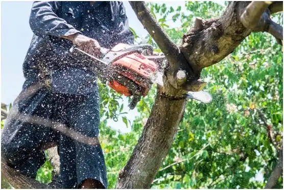 tree services Quail Creek